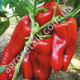 Перец Маркони Ред 0.25 г Gl Seeds
