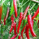 Перец Вестландия 0.25 г Gl Seeds