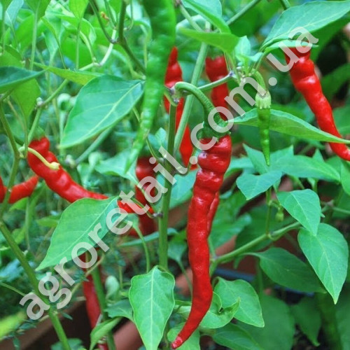 Перец острый Кайеннский 0.2 г Gl Seeds