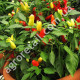 Перец острый Огонек 0.2 г Gl Seeds