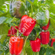 Перец Паланска Бабура 0.25 г Gl Seeds