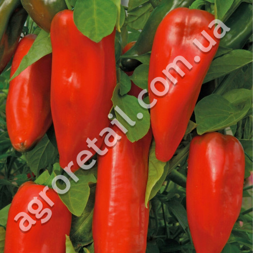Перец Пастух 0.25 г Gl Seeds