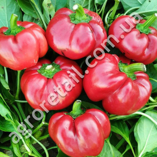 Перец Ратунда красная 0.25 г Gl Seeds