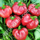 Перец Ратунда красная 0.25 г Gl Seeds