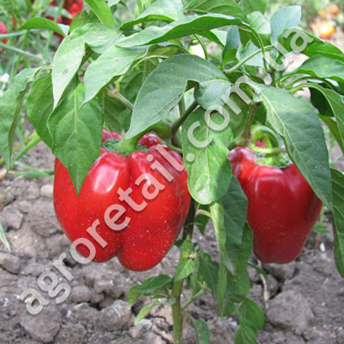 Перец Рыночный ранний 0.25 г Gl Seeds