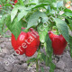 Перец Рыночный ранний 0.25 г Gl Seeds
