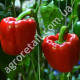 Перец Супремо Росса 0.25 г Gl Seeds