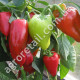 Перец Фаршировочный 0.25 г Gl Seeds