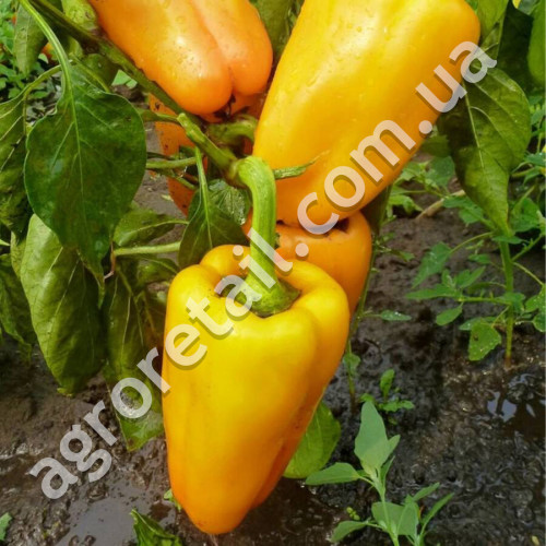 Перец Эней 0.25 г Gl Seeds