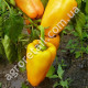 Перец Эней 0.25 г Gl Seeds