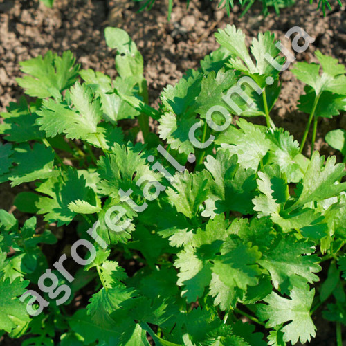 Петрушка Балконна крупнолистова 3 г Gl Seeds