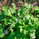 Петрушка Балконна крупнолистова 3 г Gl Seeds