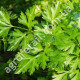 Петрушка Гігантела листова 20 г Gl Seeds