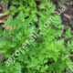 Петрушка Карнавал 50 г Gl Seeds