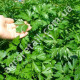 Петрушка Карнавал 20 г Gl Seeds