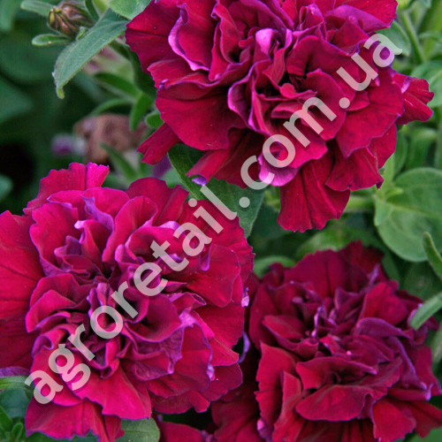 Петунія Дабл каскад бургунді F1 5 шт Gl Seeds