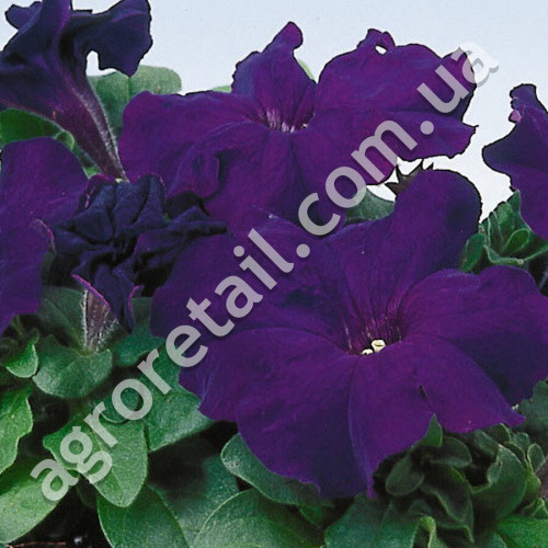 Петуния Призм вайолет F1 10 шт Gl Seeds