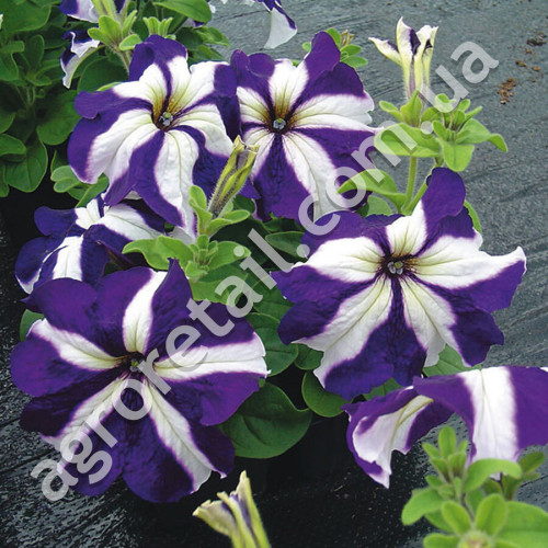 Петунія Ультра Блю Стар F1 5 шт Gl Seeds