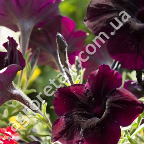 Петунія Оксамитова троянда F1 5 гранул Gl Seeds