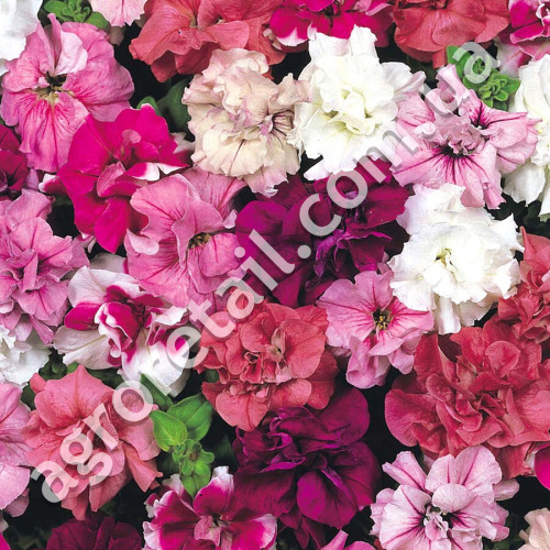 Петуния Дуо маджестик микс F1 5 гранул Gl Seeds