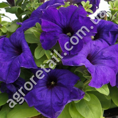 Петуния Изабелла F1 0.1 г Gl Seeds