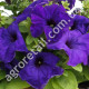 Петуния Изабелла F1 0.1 г Gl Seeds