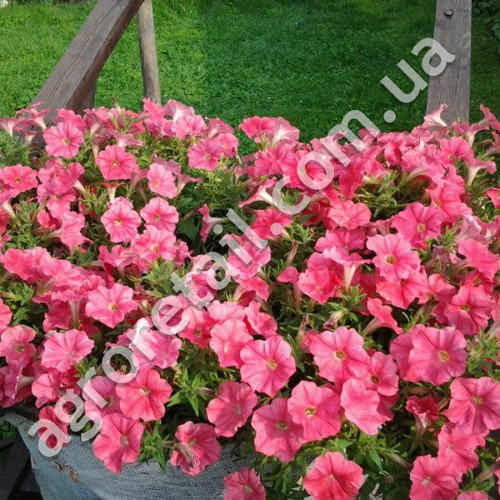 Петунія Магдалена F1 10 шт Gl Seeds