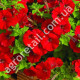 Петунія Червоне море F1 0.1 г Gl Seeds