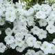 Петунія Лавина біла F1 10 шт Gl Seeds