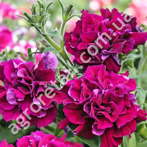 Петунія Малинове вино F1 5 шт Gl Seeds
