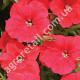 Петуния Мистраль красная F1 10 гранул Gl Seeds