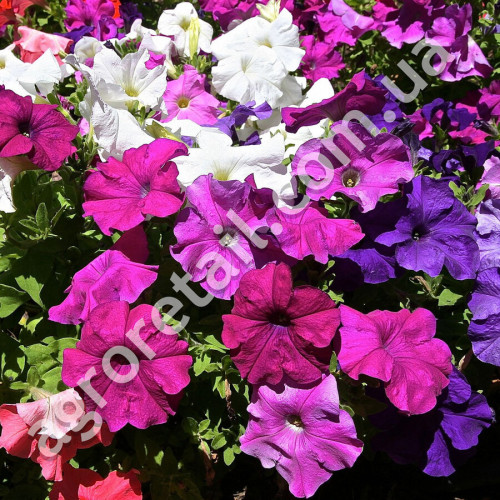 Петунія Моя королева F1 0.1 г Gl Seeds