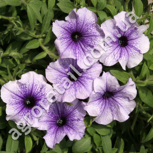 Петуния Нора F1 10 шт Gl Seeds