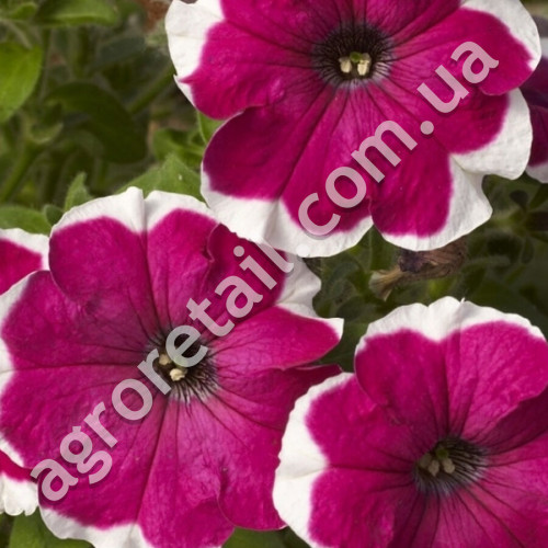 Петунія Пікоті чері фрост F1 10 шт Gl Seeds
