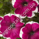 Петунія Пікоті чері фрост F1 10 шт Gl Seeds