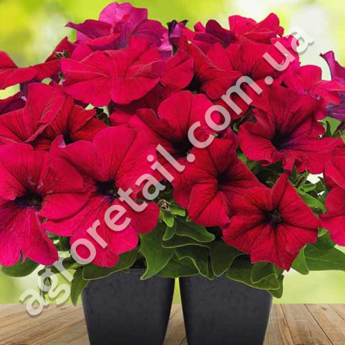 Петунія Призм ред F1 10 гранул Gl Seeds