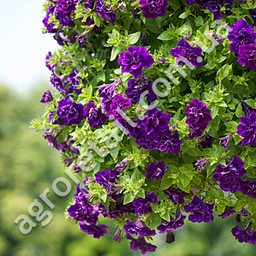 Петунія Сливовий джем F1 5 шт Gl Seeds