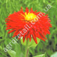 Цинія Бог вогню 0.25 г Gl Seeds