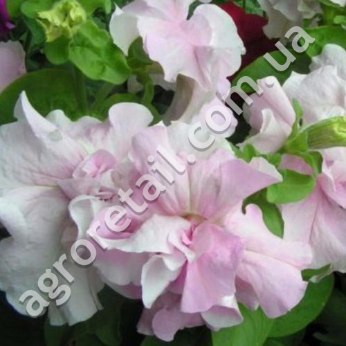 Петунія Туман орхідеї F1 5 шт Gl Seeds