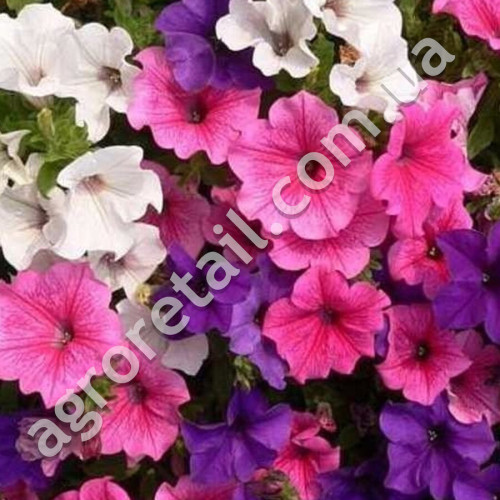 Петунія Унілюкс F1 0.15 г Gl Seeds