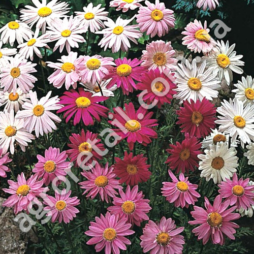Піретрум Гіганти Робінсона 0.1 г Gl Seeds