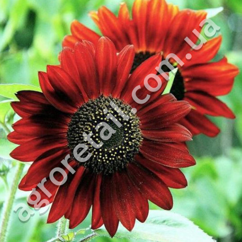 Соняшник Малинова королева 1 г Gl Seeds