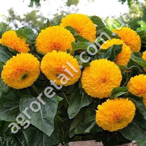 Соняшник Плюшевий ведмедик 1 г Gl Seeds