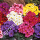 Примула Ванда F1 0.1 г Gl Seeds