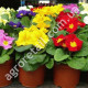Примула Гігант Селекта 0.1 г Gl Seeds