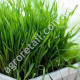 Зелень для кошек Мурка 10 г Gl Seeds