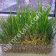 Зелень для собак Лесси 10 г Gl Seeds