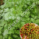 Коріандр Бурштин 4 г Gl Seeds