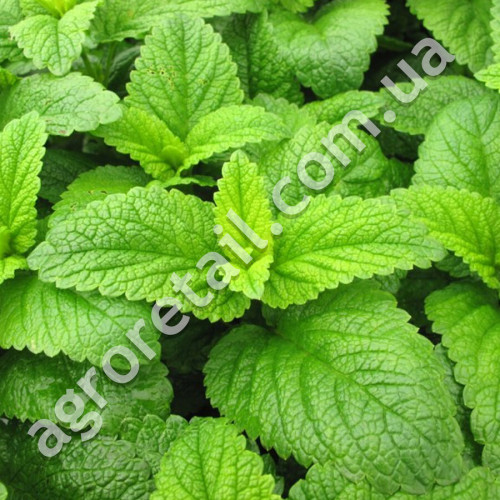 Мелисса Лимонная 0.2 г Gl Seeds