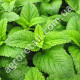 Мелисса Лимонная 0.2 г Gl Seeds